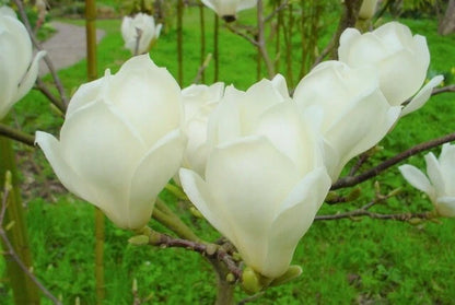 Yulan Magnolia Magnolia Denudata Fragrant Flowering Tree Seeds