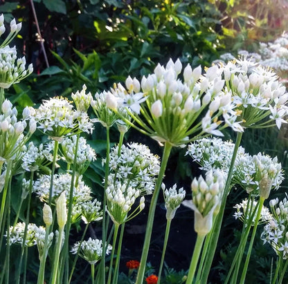Garlic Chives Seeds Allium Tuberosum Chinese Chives Jiu Cai Vegetable