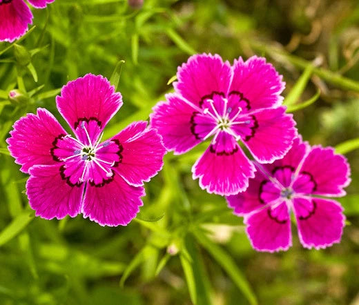 Maiden Pinks Dianthus Deltoides – Colorful Garden Flower Seeds