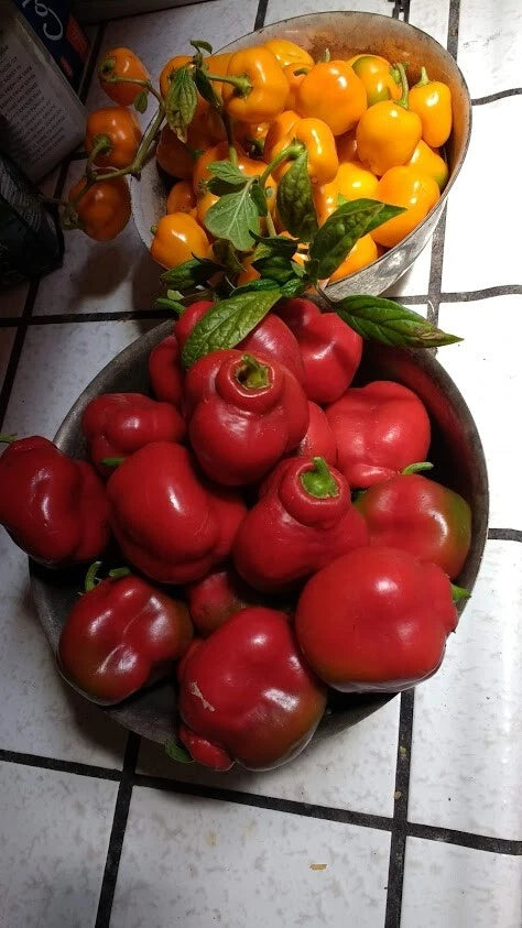 Orange And Red – Mixed Vegetable Seeds for Planting