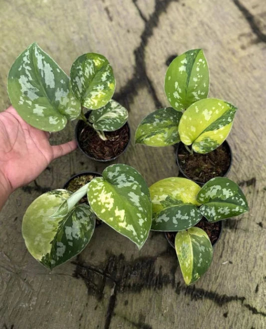 Scindapsus Sentarum Variegate Real Picture Rare Plant – Garden Flower Seeds