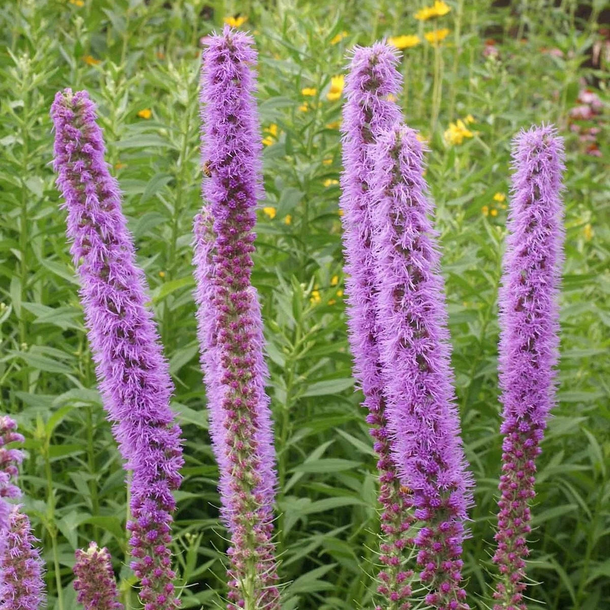 Prairie Blazing Star Liatris Punctata – Perennial Wildflower Seeds