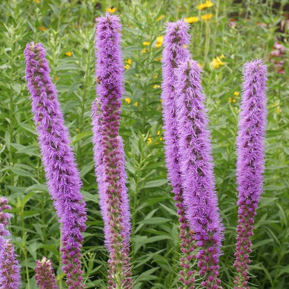 Prairie Blazing Star Liatris Punctata – Perennial Wildflower Seeds
