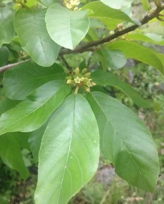 Carolina Buckthorn Seeds for Planting - Indian Cherry - Rhamnus caroliniana