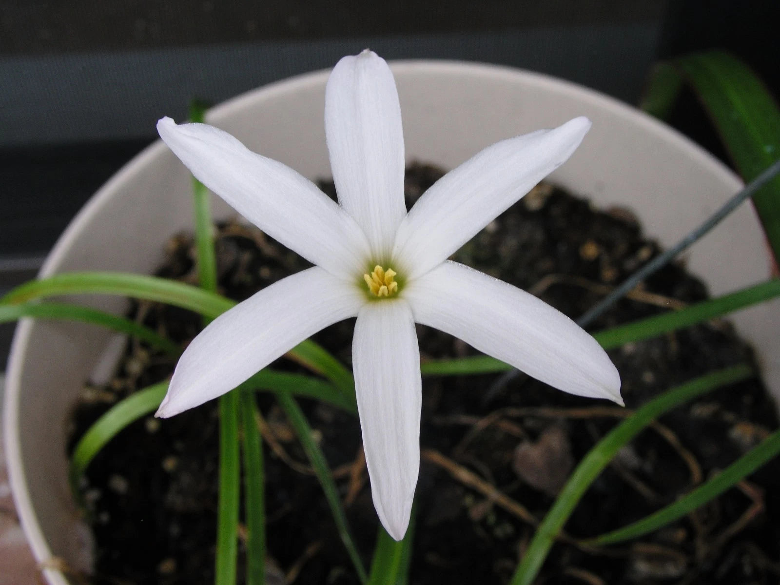 Zephyranthes Labufarosea Itsy Bitsy Pink Rain Lily Bulb Seeds