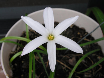 Zephyranthes Labufarosea Itsy Bitsy Pink Rain Lily Bulb Seeds