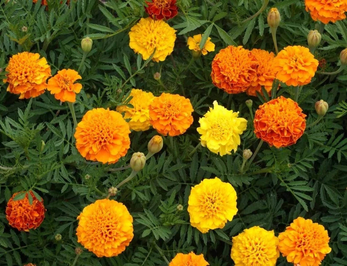 Crackerjack Marigold Mix Orange And Yellow – Colorful Garden Flower Seeds