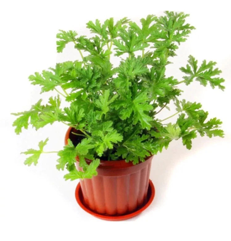 Citronella Seeds Mozzie – Garden Flower Seeds