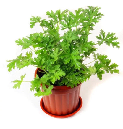 Citronella Seeds Mozzie – Garden Flower Seeds