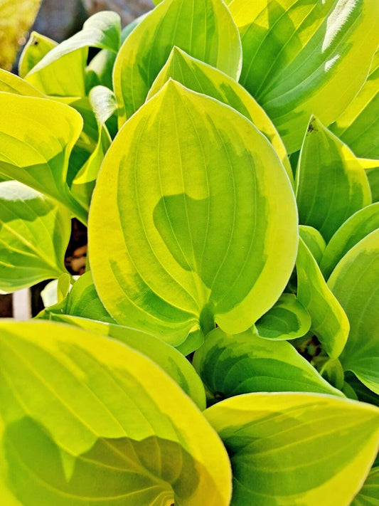 Golden Tiara Hosta Hardy Perennial Flower Seeds for Garden