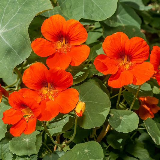 Empress of India Nasturtium Colorful Climbing Flower Seeds