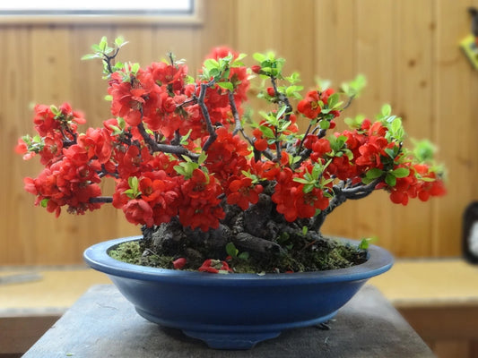 Chaenomeles Japonica Seeds Cold Hardy Bonsai Red Japanese Quince Shrub Category eg, Flower Seeds