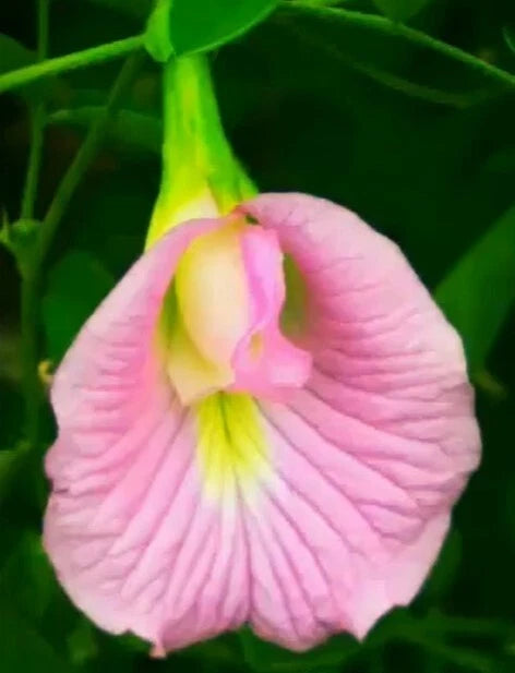 Clitoria Ternatea Pink Butterfly Pea Climbing Flower Seeds