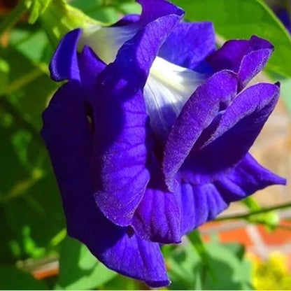 Blue Butterfly Pea Clitoria Ternatea – Flower Vine Seeds