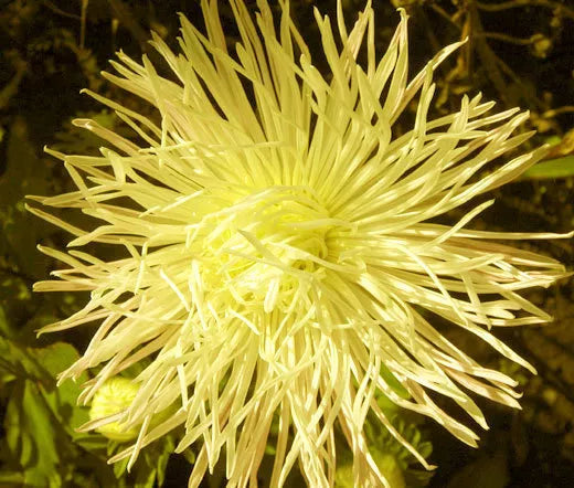 Aster Needle Unicum Yellow Callistephus Chinensis – Dwarf Garden Flower Seeds