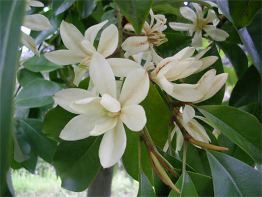 Michelia Macclurei Rare Magnolia Tree Seeds Fragrant Evergreen Tree Flower Seeds for Home and Garden