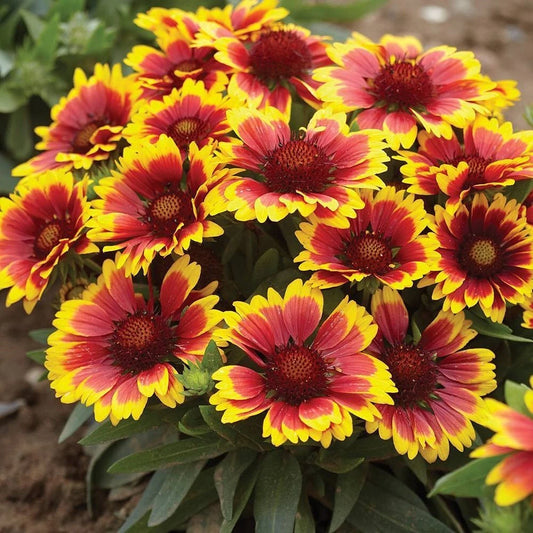 Gaillardia Aristata – Blanketflower Perennial Wildflower Seeds