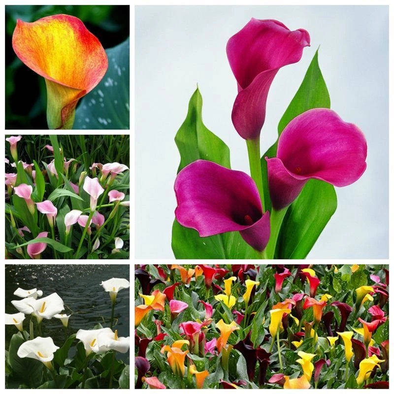 Calla Lily Mix – Mixed Flower Seeds for Planting
