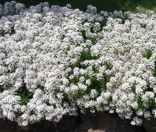 Candy Tuft White Iberis Sempervirens Evergreen Perennial Flower Seeds