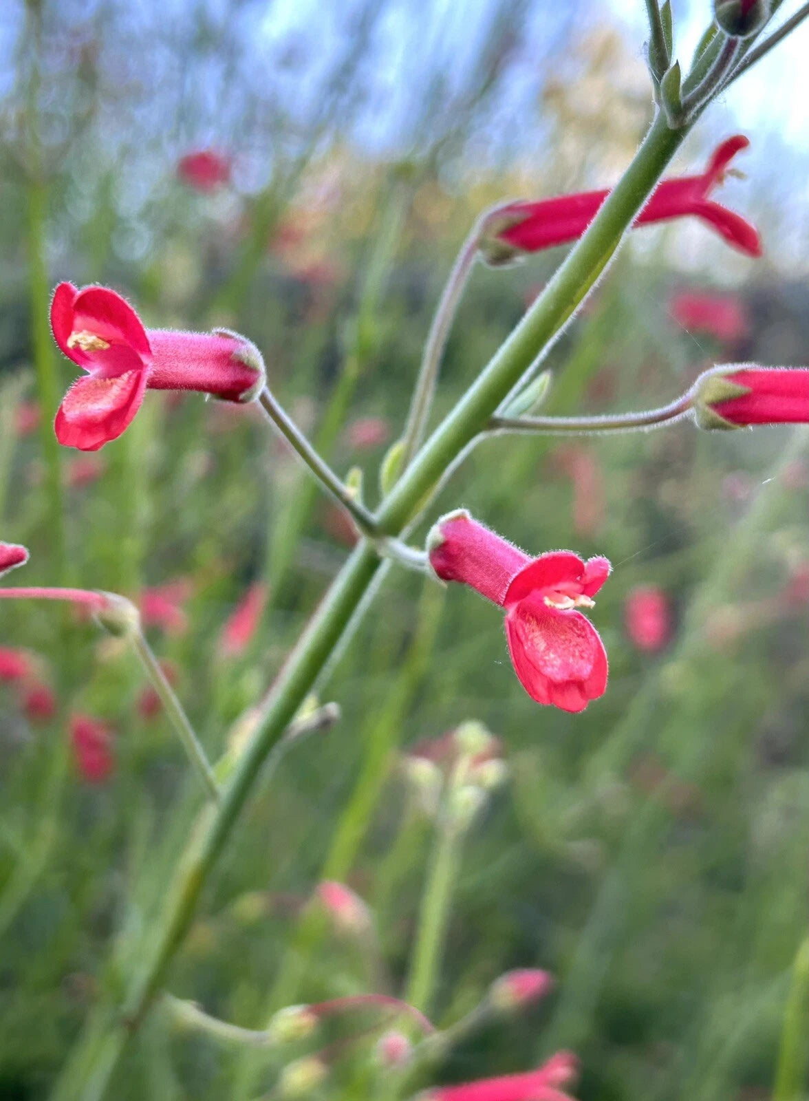 Gambelia Juncea Baja Bush Hardy Snapdragon Flower Seeds