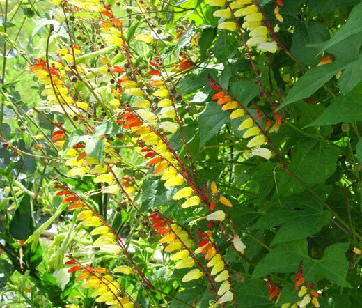 Firecracker Vine Ipomoea Lobata Climbing Garden Flower Seeds