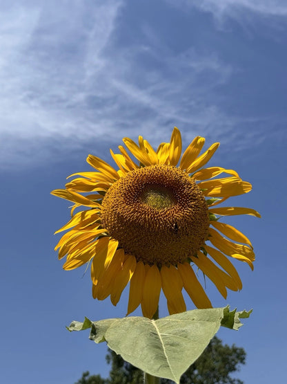 Giant Titan Sunflower Extra Large Bloom Flower Seeds