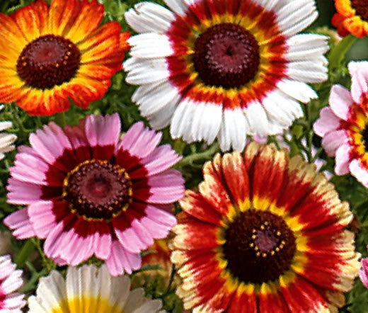 Daisy Painted Mix Chrysanthemum Carinatum – Colorful Garden Flower Seeds