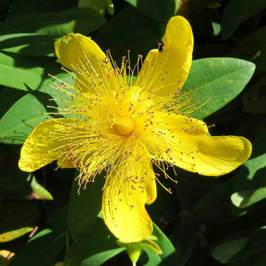 Great St Johns Wort Hypericum Perforatum – Perennial Flower Seeds