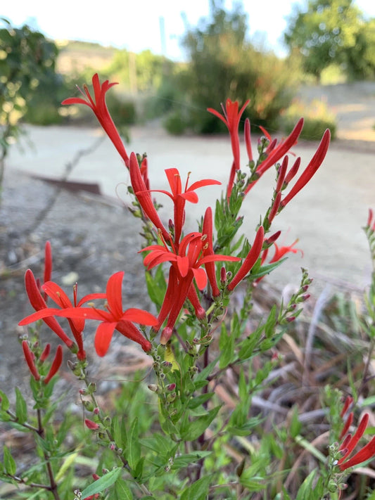 Flame Acanthus Anisacanthus Quadrifidus Wrightii – Perennial Flower Seeds