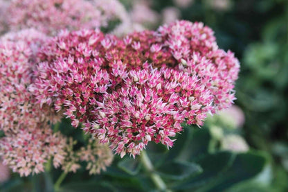 Autumn Joy Sedum Sedum Spectabile – Variegated Perennial Flower Seeds