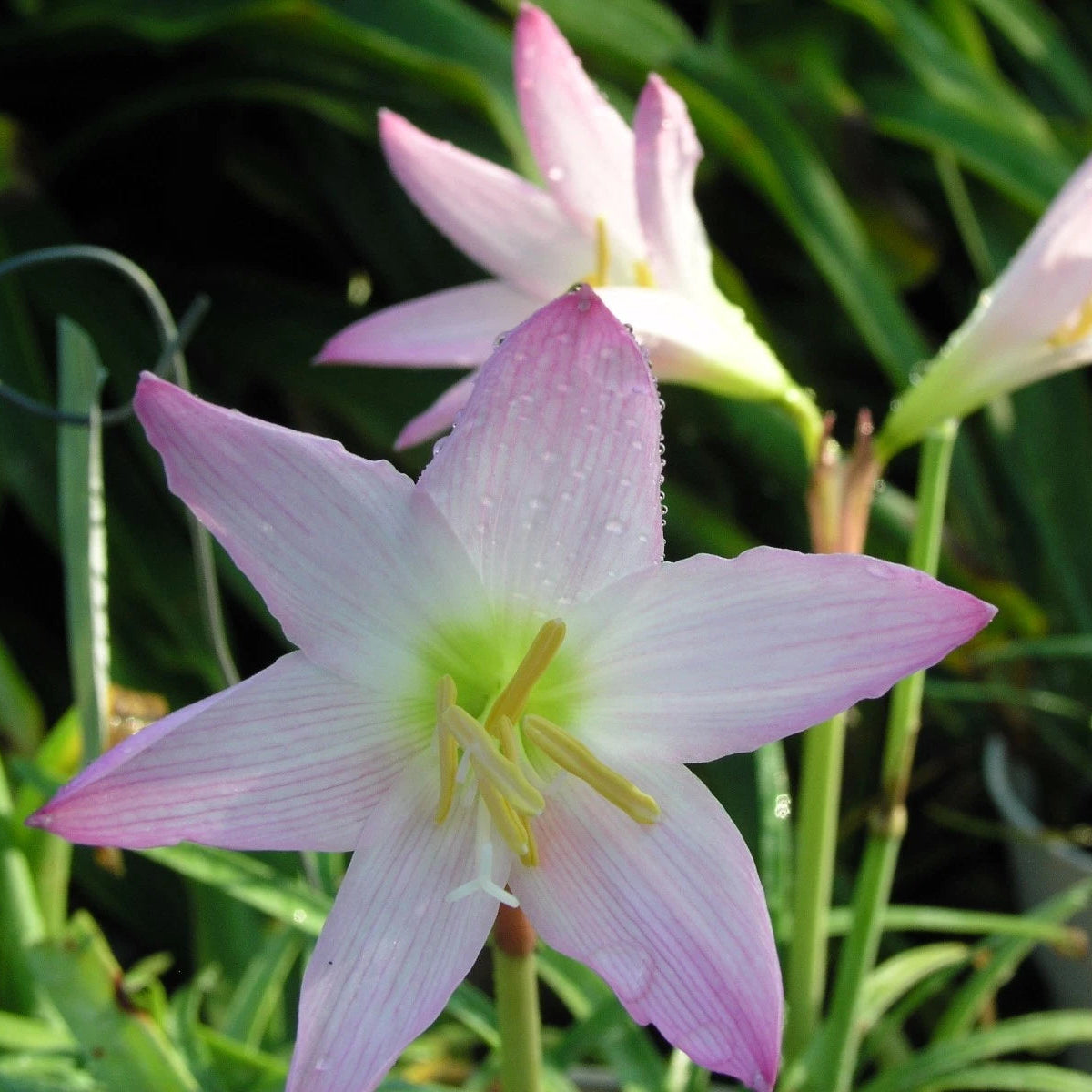 Zephyranthes Pleased As Punch Pink Rain Lily Bulb Seeds
