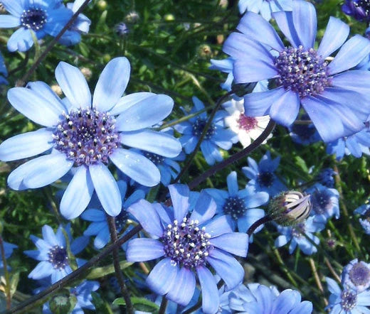 The Blues Blue Daisy Felicia Heterophylla – Colorful Garden Flower Seeds