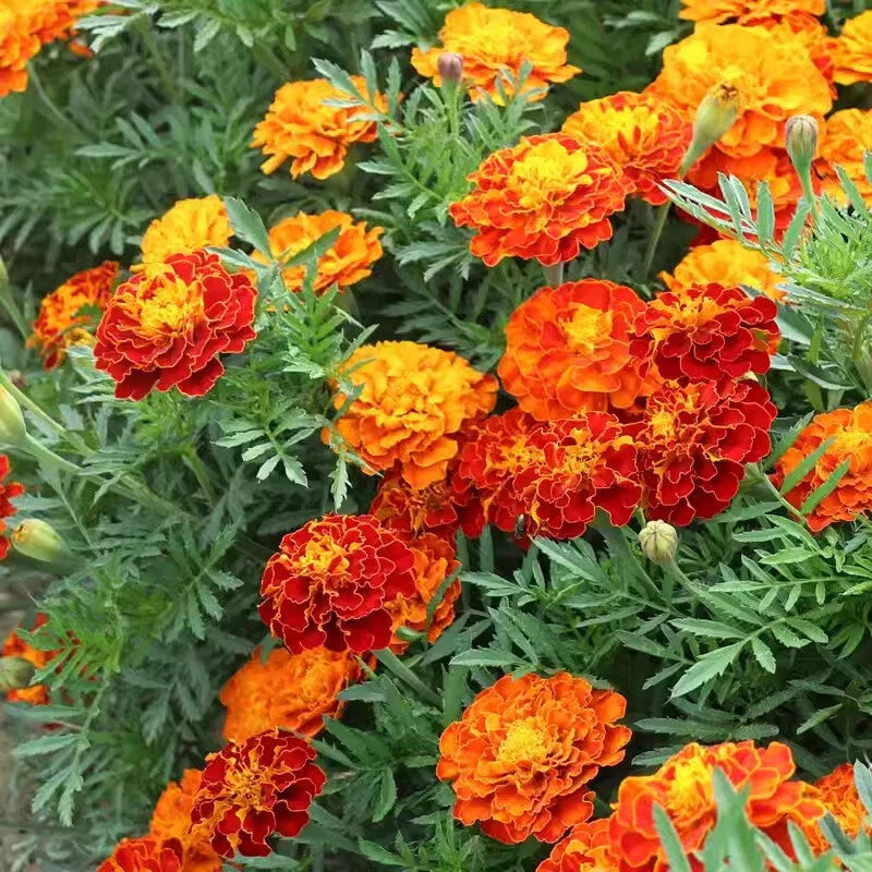 French Marigold Tagetes Patula Garden Flower Herb Seeds