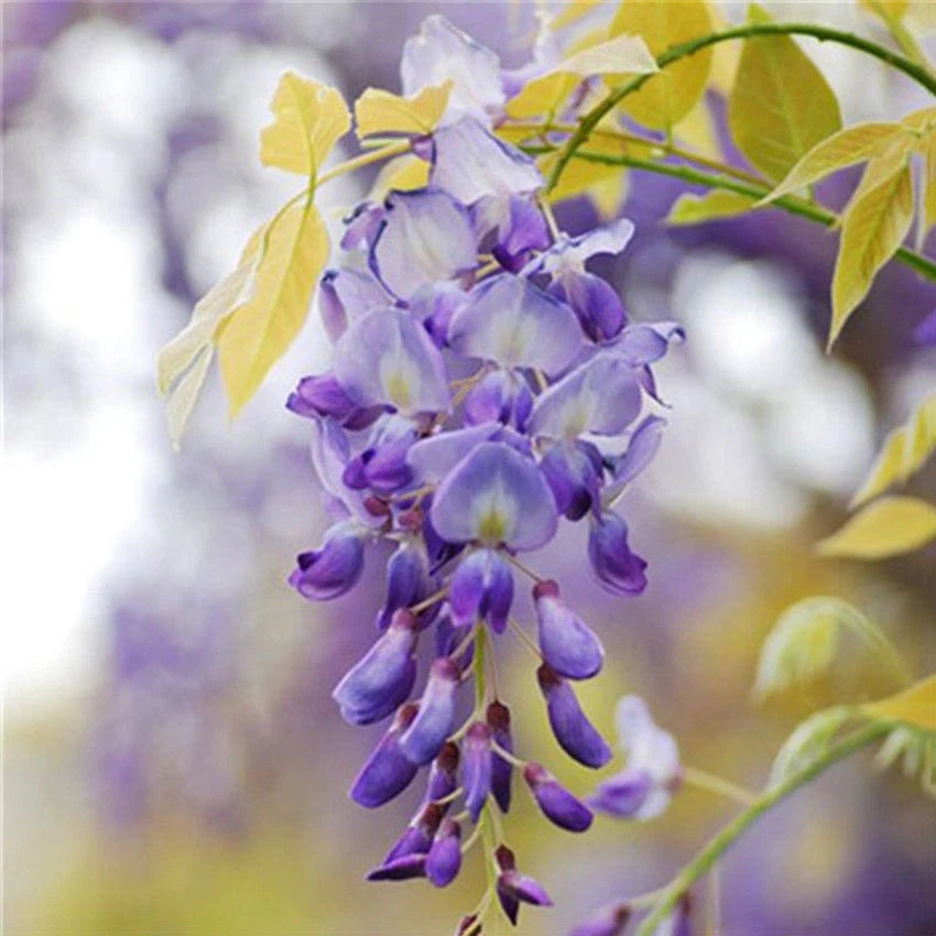 Chinese Wisteria – Dark Purple Climbing Flower Seeds