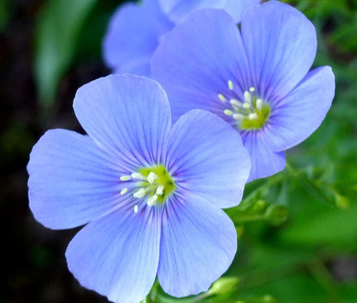 Flax Blue Perennial Linum Perenne – Hardy Garden Flower Seeds