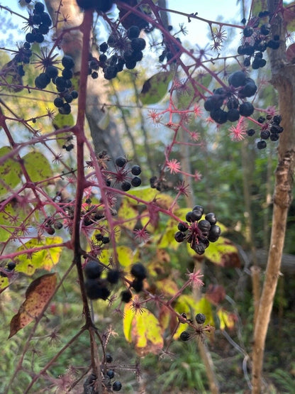 Aralia Spinosa Berry Producing Walking Stick Tree Seeds