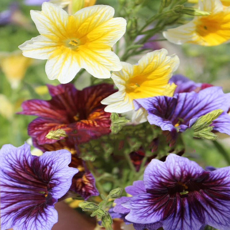 Salpiglossis Sinuata Bolero – Mixed Flower Seeds for Planting