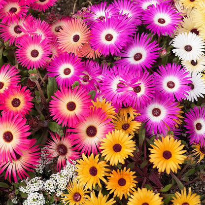 Mesembryanthemum Magic Carpet – Perennial Ice Plant Seeds