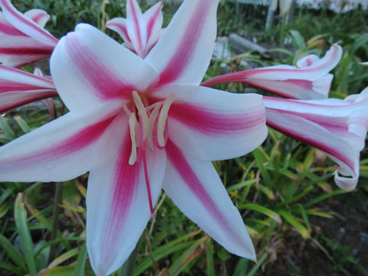 Crinum Lily Herbertii Schreck Jumbo Blooming-size Bulb New - Flower