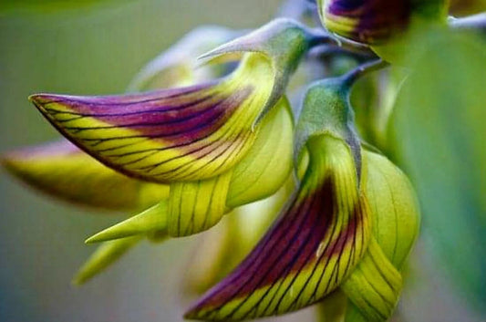 Regal Bird Flower Seeds - Hummingbird Attracting Flower Seeds