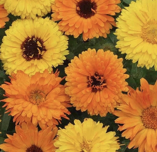 Pacific Beauty Calendula Colorful Garden Flower Seeds