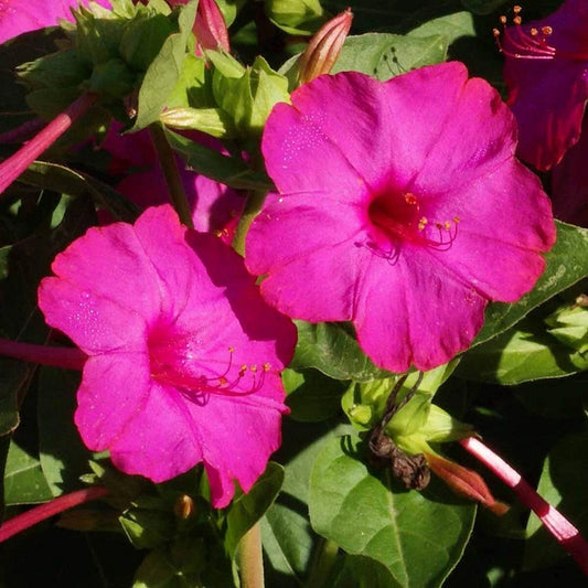 Rose Four O'Clock – Colorful Wildflower Garden Seeds