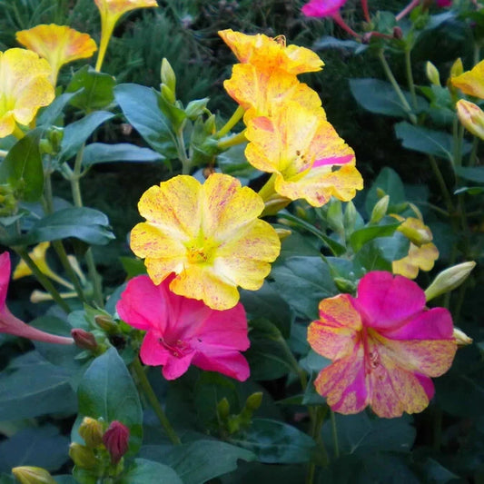 Four OClock Bi-Color Mixed Perennial Garden Flower Seeds