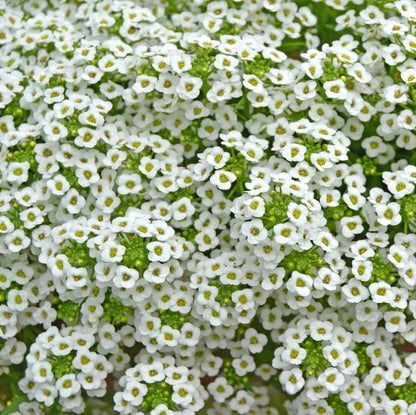 White Alyssum Clover – Ground Cover Flower Seeds