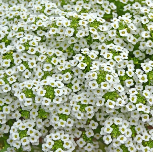 White Alyssum Clover – Ground Cover Flower Seeds