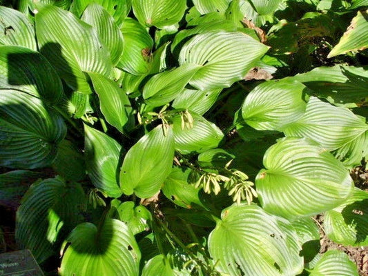 Permanent Wave Hosta Shade Perennial Garden Flower Seeds