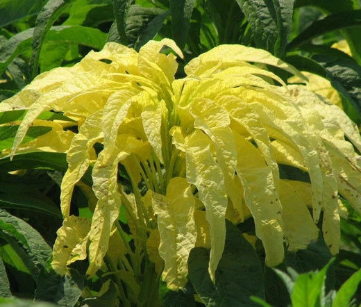 Amaranthus Yellow Amaranthus Tricolor – Colorful Garden Flower Seeds