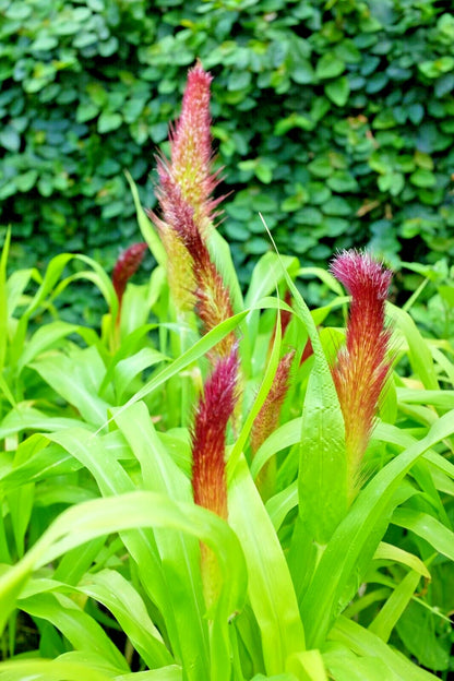 Jade Princess Millet Pennisetum Glaucum Ornamental Grass Seeds