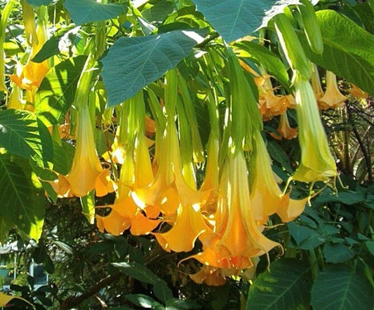 Brugmansia Pumpkin Yellow Angel Trumpet Garden Flower Seeds