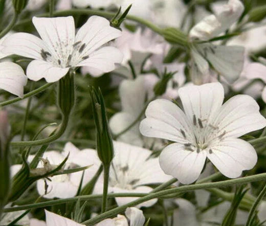 Agrostemma White Agrostemma Githago – Colorful Garden Flower Seeds